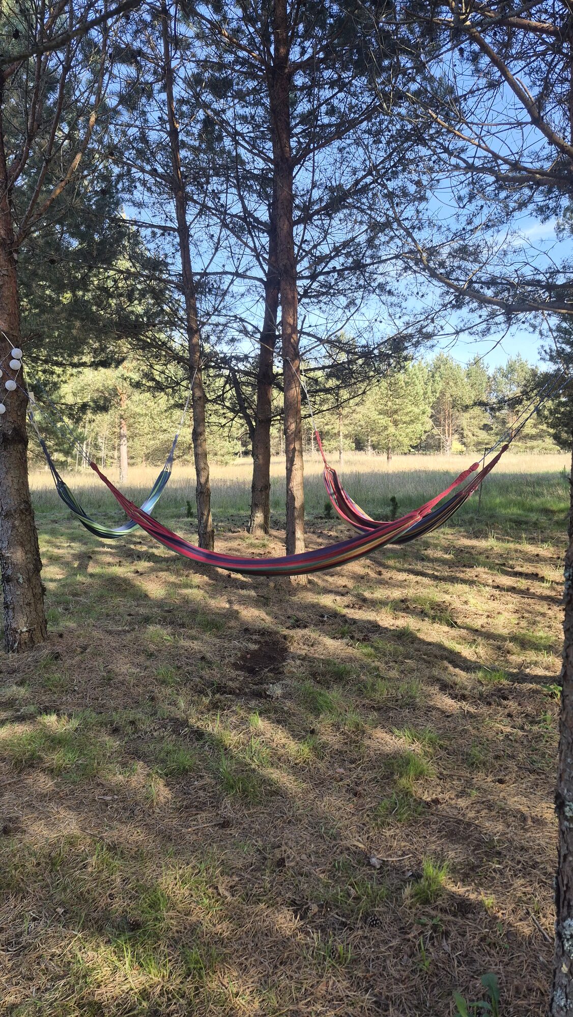 Šūpuļtīkls priežu ielokā vakara saulē